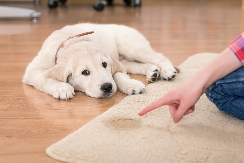 home cleaning carpet cleaning